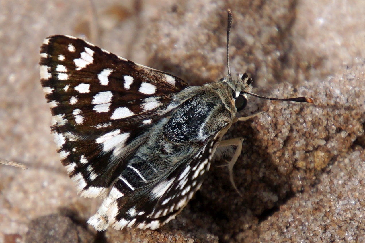 Hypothyris daphnoides - Aden Würfelfalter